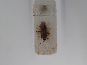  ( - BGE_ZSM_HET_0802)  @11 [ ] by-nc-sa (2025) SNSB, Staatliche Naturwissenschaftliche Sammlungen Bayerns ZSM (SNSB, Zoologische Staatssammlung Muenchen)