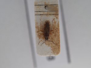  ( - BGE_ZSM_HET_0803)  @11 [ ] by-nc-sa (2025) SNSB, Staatliche Naturwissenschaftliche Sammlungen Bayerns ZSM (SNSB, Zoologische Staatssammlung Muenchen)