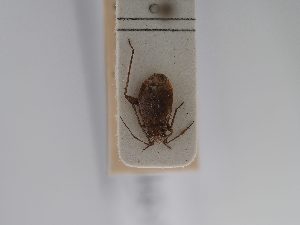  (Plagiotylus - BGE_ZSM_HET_0806)  @11 [ ] by-nc-sa (2025) SNSB, Staatliche Naturwissenschaftliche Sammlungen Bayerns ZSM (SNSB, Zoologische Staatssammlung Muenchen)