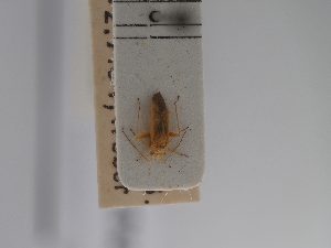  (Platycranus - BGE_ZSM_HET_0816)  @11 [ ] by-nc-sa (2025) SNSB, Staatliche Naturwissenschaftliche Sammlungen Bayerns ZSM (SNSB, Zoologische Staatssammlung Muenchen)