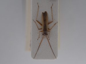  ( - BGE_ZSM_HET_0824)  @11 [ ] by-nc-sa (2025) SNSB, Staatliche Naturwissenschaftliche Sammlungen Bayerns ZSM (SNSB, Zoologische Staatssammlung Muenchen)