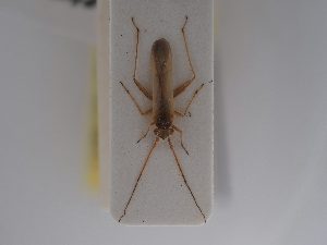  ( - BGE_ZSM_HET_0825)  @11 [ ] by-nc-sa (2025) SNSB, Staatliche Naturwissenschaftliche Sammlungen Bayerns ZSM (SNSB, Zoologische Staatssammlung Muenchen)