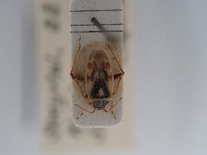  ( - BGE_ZSM_HET_0830)  @11 [ ] by-nc-sa (2025) SNSB, Staatliche Naturwissenschaftliche Sammlungen Bayerns ZSM (SNSB, Zoologische Staatssammlung Muenchen)