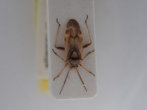  ( - BGE_ZSM_HET_0831)  @11 [ ] by-nc-sa (2025) SNSB, Staatliche Naturwissenschaftliche Sammlungen Bayerns ZSM (SNSB, Zoologische Staatssammlung Muenchen)