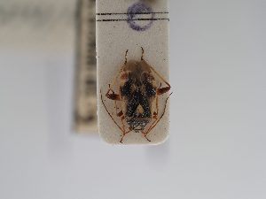  ( - BGE_ZSM_HET_0832)  @11 [ ] by-nc-sa (2025) SNSB, Staatliche Naturwissenschaftliche Sammlungen Bayerns ZSM (SNSB, Zoologische Staatssammlung Muenchen)