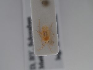  ( - BGE_ZSM_HET_0836)  @11 [ ] by-nc-sa (2025) SNSB, Staatliche Naturwissenschaftliche Sammlungen Bayerns ZSM (SNSB, Zoologische Staatssammlung Muenchen)