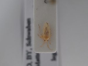  ( - BGE_ZSM_HET_0837)  @11 [ ] by-nc-sa (2025) SNSB, Staatliche Naturwissenschaftliche Sammlungen Bayerns ZSM (SNSB, Zoologische Staatssammlung Muenchen)