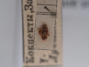  (Psallus anticus - BGE_ZSM_HET_0838)  @11 [ ] by-nc-sa (2025) SNSB, Staatliche Naturwissenschaftliche Sammlungen Bayerns ZSM (SNSB, Zoologische Staatssammlung Muenchen)