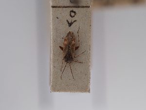  (Psallus callunae - BGE_ZSM_HET_0839)  @11 [ ] by-nc-sa (2025) SNSB, Staatliche Naturwissenschaftliche Sammlungen Bayerns ZSM (SNSB, Zoologische Staatssammlung Muenchen)