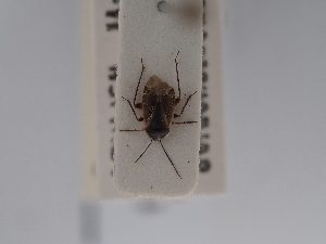  (Psallus hartigi - BGE_ZSM_HET_0844)  @11 [ ] by-nc-sa (2025) SNSB, Staatliche Naturwissenschaftliche Sammlungen Bayerns ZSM (SNSB, Zoologische Staatssammlung Muenchen)