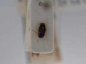  (Psallus henschii - BGE_ZSM_HET_0845)  @11 [ ] by-nc-sa (2025) SNSB, Staatliche Naturwissenschaftliche Sammlungen Bayerns ZSM (SNSB, Zoologische Staatssammlung Muenchen)