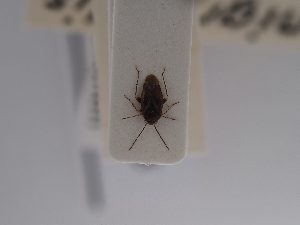  (Psallus nigripilis - BGE_ZSM_HET_0848)  @11 [ ] by-nc-sa (2025) SNSB, Staatliche Naturwissenschaftliche Sammlungen Bayerns ZSM (SNSB, Zoologische Staatssammlung Muenchen)