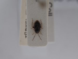 (Psallus ocularis - BGE_ZSM_HET_0850)  @11 [ ] by-nc-sa (2025) SNSB, Staatliche Naturwissenschaftliche Sammlungen Bayerns ZSM (SNSB, Zoologische Staatssammlung Muenchen)