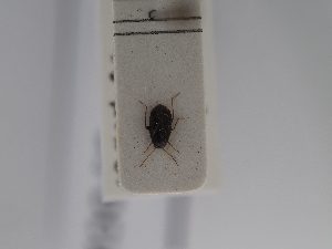  ( - BGE_ZSM_HET_0851)  @11 [ ] by-nc-sa (2025) SNSB, Staatliche Naturwissenschaftliche Sammlungen Bayerns ZSM (SNSB, Zoologische Staatssammlung Muenchen)