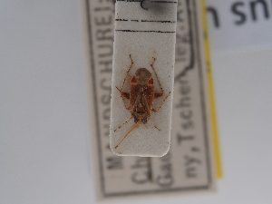  (Psallus ulmi - BGE_ZSM_HET_0852)  @11 [ ] by-nc-sa (2025) SNSB, Staatliche Naturwissenschaftliche Sammlungen Bayerns ZSM (SNSB, Zoologische Staatssammlung Muenchen)