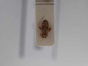  ( - BGE_ZSM_HET_0853)  @11 [ ] by-nc-sa (2025) SNSB, Staatliche Naturwissenschaftliche Sammlungen Bayerns ZSM (SNSB, Zoologische Staatssammlung Muenchen)