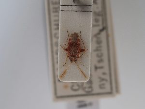  ( - BGE_ZSM_HET_0854)  @11 [ ] by-nc-sa (2025) SNSB, Staatliche Naturwissenschaftliche Sammlungen Bayerns ZSM (SNSB, Zoologische Staatssammlung Muenchen)
