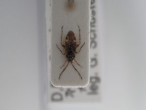  (Psallus vittatus - BGE_ZSM_HET_0859)  @11 [ ] by-nc-sa (2025) SNSB, Staatliche Naturwissenschaftliche Sammlungen Bayerns ZSM (SNSB, Zoologische Staatssammlung Muenchen)