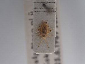  (Psallus anaemicus - BGE_ZSM_HET_0862)  @11 [ ] by-nc-sa (2025) SNSB, Staatliche Naturwissenschaftliche Sammlungen Bayerns ZSM (SNSB, Zoologische Staatssammlung Muenchen)