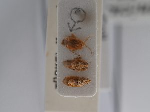  (Psallus asthenicus - BGE_ZSM_HET_0864)  @11 [ ] by-nc-sa (2025) SNSB, Staatliche Naturwissenschaftliche Sammlungen Bayerns ZSM (SNSB, Zoologische Staatssammlung Muenchen)