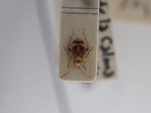  (Psallus aurora - BGE_ZSM_HET_0866)  @11 [ ] by-nc-sa (2025) SNSB, Staatliche Naturwissenschaftliche Sammlungen Bayerns ZSM (SNSB, Zoologische Staatssammlung Muenchen)