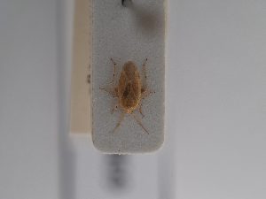  ( - BGE_ZSM_HET_0869)  @11 [ ] by-nc-sa (2025) SNSB, Staatliche Naturwissenschaftliche Sammlungen Bayerns ZSM (SNSB, Zoologische Staatssammlung Muenchen)