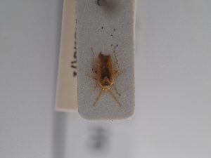  ( - BGE_ZSM_HET_0870)  @11 [ ] by-nc-sa (2025) SNSB, Staatliche Naturwissenschaftliche Sammlungen Bayerns ZSM (SNSB, Zoologische Staatssammlung Muenchen)