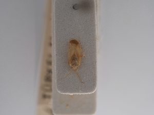  ( - BGE_ZSM_HET_0871)  @11 [ ] by-nc-sa (2025) SNSB, Staatliche Naturwissenschaftliche Sammlungen Bayerns ZSM (SNSB, Zoologische Staatssammlung Muenchen)