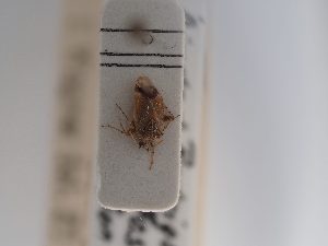  (Psallus criocoroides - BGE_ZSM_HET_0872)  @11 [ ] by-nc-sa (2025) SNSB, Staatliche Naturwissenschaftliche Sammlungen Bayerns ZSM (SNSB, Zoologische Staatssammlung Muenchen)