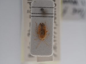  (Psallus faniae - BGE_ZSM_HET_0874)  @11 [ ] by-nc-sa (2025) SNSB, Staatliche Naturwissenschaftliche Sammlungen Bayerns ZSM (SNSB, Zoologische Staatssammlung Muenchen)