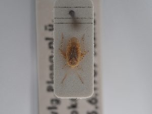  ( - BGE_ZSM_HET_0876)  @11 [ ] by-nc-sa (2025) SNSB, Staatliche Naturwissenschaftliche Sammlungen Bayerns ZSM (SNSB, Zoologische Staatssammlung Muenchen)