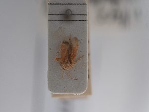  (Psallus punctulatus - BGE_ZSM_HET_0877)  @11 [ ] by-nc-sa (2025) SNSB, Staatliche Naturwissenschaftliche Sammlungen Bayerns ZSM (SNSB, Zoologische Staatssammlung Muenchen)