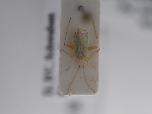  ( - BGE_ZSM_HET_0878)  @11 [ ] by-nc-sa (2025) SNSB, Staatliche Naturwissenschaftliche Sammlungen Bayerns ZSM (SNSB, Zoologische Staatssammlung Muenchen)