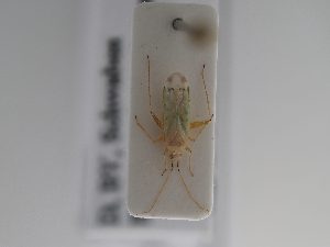  ( - BGE_ZSM_HET_0879)  @11 [ ] by-nc-sa (2025) SNSB, Staatliche Naturwissenschaftliche Sammlungen Bayerns ZSM (SNSB, Zoologische Staatssammlung Muenchen)