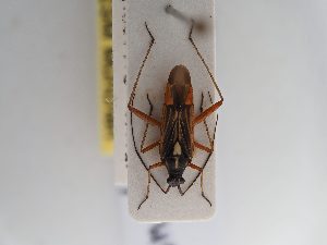  ( - BGE_ZSM_HET_0880)  @11 [ ] by-nc-sa (2025) SNSB, Staatliche Naturwissenschaftliche Sammlungen Bayerns ZSM (SNSB, Zoologische Staatssammlung Muenchen)