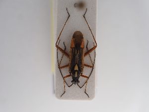  ( - BGE_ZSM_HET_0882)  @11 [ ] by-nc-sa (2025) SNSB, Staatliche Naturwissenschaftliche Sammlungen Bayerns ZSM (SNSB, Zoologische Staatssammlung Muenchen)