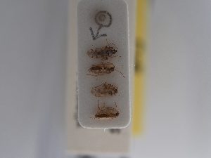  ( - BGE_ZSM_HET_0887)  @11 [ ] by-nc-sa (2025) SNSB, Staatliche Naturwissenschaftliche Sammlungen Bayerns ZSM (SNSB, Zoologische Staatssammlung Muenchen)