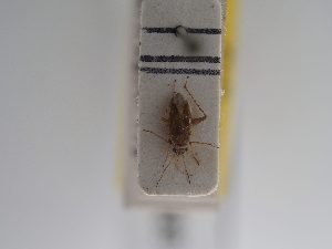  ( - BGE_ZSM_HET_0889)  @11 [ ] by-nc-sa (2025) SNSB, Staatliche Naturwissenschaftliche Sammlungen Bayerns ZSM (SNSB, Zoologische Staatssammlung Muenchen)