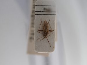  ( - BGE_ZSM_HET_0890)  @11 [ ] by-nc-sa (2025) SNSB, Staatliche Naturwissenschaftliche Sammlungen Bayerns ZSM (SNSB, Zoologische Staatssammlung Muenchen)