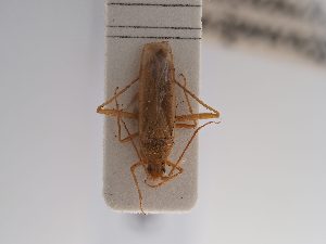  (Stenodema turanica - BGE_ZSM_HET_0892)  @11 [ ] by-nc-sa (2025) SNSB, Staatliche Naturwissenschaftliche Sammlungen Bayerns ZSM (SNSB, Zoologische Staatssammlung Muenchen)