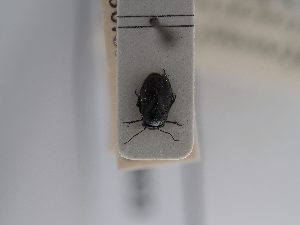 ( - BGE_ZSM_HET_0893)  @11 [ ] by-nc-sa (2025) SNSB, Staatliche Naturwissenschaftliche Sammlungen Bayerns ZSM (SNSB, Zoologische Staatssammlung Muenchen)