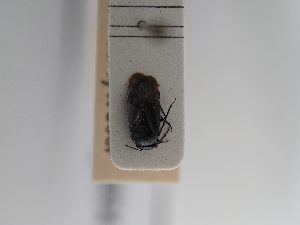  (Strongylocoris atrocoeruleus - BGE_ZSM_HET_0894)  @11 [ ] by-nc-sa (2025) SNSB, Staatliche Naturwissenschaftliche Sammlungen Bayerns ZSM (SNSB, Zoologische Staatssammlung Muenchen)