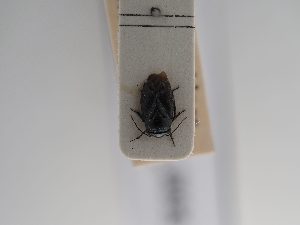  ( - BGE_ZSM_HET_0895)  @11 [ ] by-nc-sa (2025) SNSB, Staatliche Naturwissenschaftliche Sammlungen Bayerns ZSM (SNSB, Zoologische Staatssammlung Muenchen)