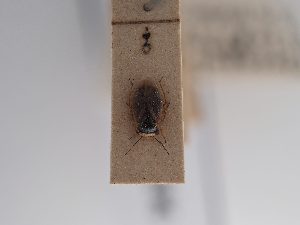  (Strongylocoris cicadifrons - BGE_ZSM_HET_0896)  @11 [ ] by-nc-sa (2025) SNSB, Staatliche Naturwissenschaftliche Sammlungen Bayerns ZSM (SNSB, Zoologische Staatssammlung Muenchen)