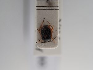  (Strongylocoris erythroleptus - BGE_ZSM_HET_0900)  @11 [ ] by-nc-sa (2025) SNSB, Staatliche Naturwissenschaftliche Sammlungen Bayerns ZSM (SNSB, Zoologische Staatssammlung Muenchen)
