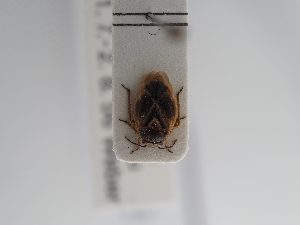  (Strongylocoris oberthuri - BGE_ZSM_HET_0901)  @11 [ ] by-nc-sa (2025) SNSB, Staatliche Naturwissenschaftliche Sammlungen Bayerns ZSM (SNSB, Zoologische Staatssammlung Muenchen)