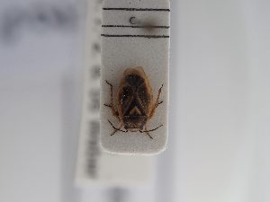  ( - BGE_ZSM_HET_0903)  @11 [ ] by-nc-sa (2025) SNSB, Staatliche Naturwissenschaftliche Sammlungen Bayerns ZSM (SNSB, Zoologische Staatssammlung Muenchen)