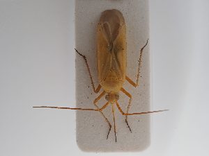  (Thiomiris - BGE_ZSM_HET_0911)  @11 [ ] by-nc-sa (2025) SNSB, Staatliche Naturwissenschaftliche Sammlungen Bayerns ZSM (SNSB, Zoologische Staatssammlung Muenchen)