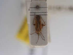  (Tinicephalus macciae - BGE_ZSM_HET_0912)  @11 [ ] by-nc-sa (2025) SNSB, Staatliche Naturwissenschaftliche Sammlungen Bayerns ZSM (SNSB, Zoologische Staatssammlung Muenchen)