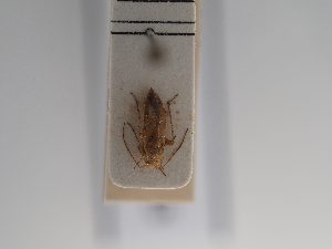  ( - BGE_ZSM_HET_0915)  @11 [ ] by-nc-sa (2025) SNSB, Staatliche Naturwissenschaftliche Sammlungen Bayerns ZSM (SNSB, Zoologische Staatssammlung Muenchen)